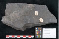 Foto (Objekt + Etikett) von Calamites cistii Brongniart (NHMW-GEO-2024-0188-10984)